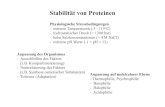 Stabilität von Proteinen - bc.biochemtech.uni-halle.debc.biochemtech.uni-halle.de/lehre/struct/03-stabilitaet.pdf · Denaturierter Zustand von Proteinen Tanford (1968): alle Strukturen,