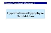 Hypothalamus/Hypophyse Schilddrüse · PDF fileHypothalamische und hypophysäre Hormone Hypothalamus bildet Liberine & Statine Kerngebiete des Hypothalamus bilden die Neurohormone