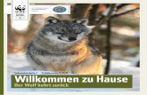 Willkommen zu Hause - WWF · PDF fileüber 150 Jahre lang waren die Wölfe in Deutschland verschwunden. Früher – zu den Zeiten deiner Ur-Ur-Großeltern – waren Wolfsrudel in unseren