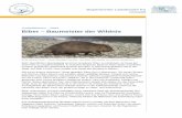 Biber – Baumeister der Wildnis - LfU Bayern · PDF fileDavon profitieren wiederum andere Tiere wie Amphibien, Libellen und Fische. Selten gewordene Tier- und Pflanzenarten siedeln