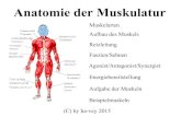 Anatomie der Muskulatur - SHTV.de · PDF file(C) by ha-vey 2015 Anatomie der Muskulatur Muskelarten Aufbau des Muskels Reizleitung Faszien/Sehnen Agonist/Antagonist/Synergist Energiebereitstellung