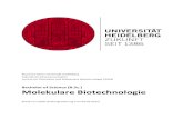 Bachelor of Science (B.Sc.) Molekulare · PDF fileStudiengang B.Sc. Molekulare Biotechnologie Universität Heidelberg, Fakultät für Biowissenschaften, IPMB Module des Studiengangs