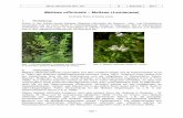 Pflanzenportraet Melissa officinalis - botanik- · PDF fileJahrb. Bochumer Bot. Ver. 2 220-225 2011 – 222 – Abb. 5: Melissa officinalis : Schnitt durch die vierkantige Sprossachse