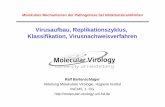 Virusaufbau, Replikationszyklus, Klassifikation ... · PDF file•Viren sind obligat intrazelluläre Parasiten •Virusgenome können aus DNA oder RNA bestehen •Das Virusgenom wird