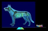 Innere Organe Hund - tieraerzte- · PDF fileInnere Organe Hund Innere Organe Hund 1 große Körperschlagader (Aorta) 2 Speiseröhre (Oesophagus) 3 Magen (Ventriculus, Gaster) 4 Milz