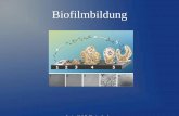 Biofilmbildung - uni-due.de · PDF fileDie EPS Bildung ... Adhäsion erfolgt durch van der Waals-Kraft, elektrostatische Anziehung und Wasserstoffbrückenbindungen