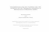 Charakterisierung der Funktion des SH- Proteins bei der ...edoc.rki.de/documents/dissertationen/thrun-anna-friederike-2013-08... · Charakterisierung der Funktion des SH- ... hydrophobes