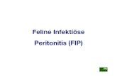 Feline Infektiöse Peritonitis (FIP) - LMU Mü · PDF fileFeline Infektiöse Peritonitis. Vorkommen: - junge Hauskatzen zwischen 0,5 und 4 Jahren - aber auch Großkatzen, v.a. im Zoo