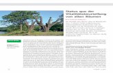 Status quo der Vitalitätsbeurteilung von alten Bäumen · PDF fileRahmen eines Vitalitätsstufen-Schlüssels für Rotbuche (Fa-gus sylvatica L.) in Waldbeständen und später auch