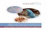 Bekämpfung von parasitischen Milben bei Hunden und · PDF file1 Bekämpfung von parasitischen Milben bei Hunden und Katzen Deutsche Adaption der ESCCAP-Empfehlung Nr. 4, Oktober 2011