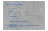 Jagdhunde in der Schweiz - jagdverein- · PDF fileDomestikation Jagdhunde in der Schweiz Historie Rassen Verwendung Organisation des Jagdhundewesens Kauf und Ausbildung Bildquellen: