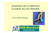 Anatomie des weiblichen Genitale bei der Hündin - agrh.de · PDF fileInstrumentelle Samenübertragung beim Hund wird immer beliebter Gründe für den Einsatz von Tiefgefriersamen: