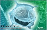 Plankton (PDF) -  · PDF fileDie Produktion von Phytoplankton (Primärproduktion) ist die Lebensgrundlage für andere Organismen im und am Gewässer. Plankton