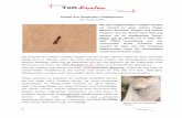 Kampf den fliegenden Plagegeistern - Tölt.Knoten Diehn 05 11.pdf · Ektoparasit. Mit ihrem Auftreten ... Eine Herausforderung für die meisten Anti-Insektenmittel ist die Wirkdauer.