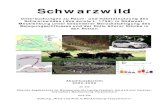 Schwarzwild - TU Dresden · PDF fileMittels Radiotelemetrie, Video- und Direktbeobach-tungen sowie Streckenauswertungen und Rückmel-dedaten wurden innerhalb des Forstamtes Schildfeld