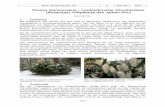 Prunus laurocerasus – Lorbeerkirsche, Kirschlorbeer · PDF fileHausgarten (01.2013, K. HILLEMANN). Abb. 2: Angepflanzte, reich blühende Lorbeerkirsche in einem Vorgarten (04.2011,