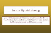 In situ Hybridisierung -   Organisation der Centromere . Human chromosome 21 . Nachweis einer Vireninfektion: in situ Hybridisierung mit RNA . Nachweis einer Vireninfektion