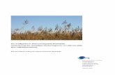 Der Schilfgürtel im Naturschutzgebiet Rheindelta ... · PDF fileDer Schilfgürtel in Naturschutzgebiet Rheindelta – Veränderung der seeseitigen Bestandsgrenze von 2001 bis 2006