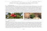 Taxus baccata – Europäische Eibe ( · PDF fileJahrb. Bochumer Bot. Ver. 8 298–305 2017 – 298 – Taxus baccata – Europäische Eibe (Taxaceae) VEIT MARTIN DÖRKEN & INGO HETZEL.