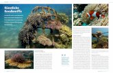 Künstliche Korallenriffe - globalcoral.org hartem Aragonit und weichem Bruzit (Kalzium-karbonat und Magnesiumhydroxid). Je nach Strom--rung, der sogenannten Akkretierung, und damit
