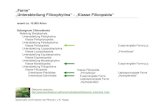 „Farne“ „Unterabteilung Filicophytina“ - „Klasse Filicopsida“ ·  Prothallium männlich:  Prothallium weiblich