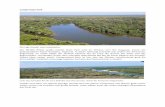Cantão State Park - Tübinger Brasilien-Exkursion | … ·  · 2017-08-13und „Ipê‐amarelo“ (Handroanthus albus). Des Weiteren sind „Landi“ (Calophyllum brasiliense) und