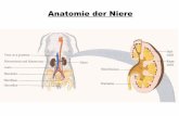 Anatomie der Niere - uni-heidelberg.de · Funktionen der Leber - Entgiftung - Recycling (z. B. Bestandteile der Erythrocyten) - Speicherung (Vitamine, Eisen, Glycogen) - Metabolismus