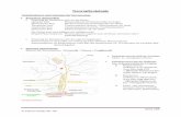 Neurophysiologie - tired-joe.comtired-joe.com/pdf-Biosprikt/Skript Bio Teil VIII.pdf · Seite 209 © Florian Zeller 08 / 09 Bau eines Motoneurons: Die Axone sind vom Gliazellen umgeben,
