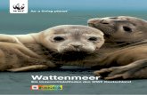 WWF Wattenmeer D3 Änderung Seite 4+5€¦ · Wie sah das Wattenmeer vor 20.000 oder vor 1.000 Jahren aus? Einige interessante Wattenmeer-bewohner Borstenwürmer Im Wattenmeer kann