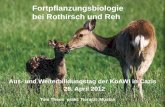 Fortpflanzungsbiologie bei Rothirsch und Reh - bkpjv.ch · Fortpflanzungsbiologie bei Rothirsch und Reh Aus- und Weiterbilldungstag der KoAWI in Cazis 28. April 2012 Toni Theus prakt.
