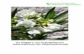 So klappt’s mit Kübelpflanzen - Informationen für ... · Nerium Oleander Plumbago Bleiwurz Punica Granatapfel . 5 Pflanzen mit mittleren Lichtansprüchen, die in ihrer Heimat