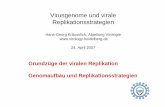 Virusgenome und virale Replikationsstrategien · Virusgenome und virale Replikationsstrategien Hans-Georg Kräusslich, Abteilung Virologie 24. April 2007 Grundzüge der viralen ...
