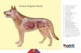 Innere Organe Hund - tieraerzte- .Innere Organe Hund Innere Organe Hund 1 groe K¶rperschlagader