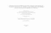 Mathematical modelling and 3-D computer simulation of ...ediss.sub.uni- .Chapter 4: Modeling Results