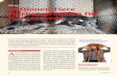 Stopp Pelz! Millionen Tiere sterben grausam für … · stätigt Monica Monsch, Kommuni-kationsleiterin bei Jelmoli: «Von den Designern wurde das Thema Pelz in den vergangenen Jahren