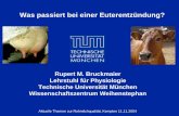 Rupert M. Bruckmaier Lehrstuhl für Physiologie … · Spezifische Immunantwort in der Milchdrüse In der gesunden, nicht-infizierten Drüse niedrige Antikörper-Konzentrationen.