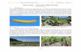 Musa spp. – Bananen ( Musaceae - Startseite der …. Bochumer Bot. Ver. 2 231-237 2011 – 232 – Alle Kulturbananen werden in dem samenlosen Kultivarkomplex Musa ×paradisiaca