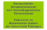 Rachenblütler Scrophulariaceae incl. …dr.franz.oberwinkler.de/wp-content/uploads/Fam._Rachenbluetler... · nur 2 fertil; G(2) oberständig; stark giftig durch tetracyclische Triterpene
