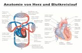 Anatomie von Herz und Blutkreislauf - uni-heidelberg.de · bOeÇGLIOL cgng LGCVÇGe brilUJ01JSJ1!a AGIJg rrrIJRG qGL LGCIJÇGIJ KYb!11SLGIJ brillJJ01J9JJ!a LGCVÇG AGIJSJ cgng LGC