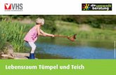 Lebensraum Tümpel und Teich - siedlerverein-traun-oedt · Biotop Ingrid Tributsch Einheimische Wasserpflanzen wie Blutwei-derich oder Schwertlilien bieten Futter für Schmetterlinge