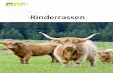 Rinderrassen - ble-medienservice.de · 40 Rinderrassen registriert. Das Heft stellt eine Auswahl von 30 Rassen vor. ... Deutschland über die weltweit größte Hol - stein-Herdbuchpopulation.