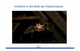 Einblick in die Welt der Fledermäuse - naturgucker.info · medizinische Empfehlung abgeleitet aus dem Buch von Albertus Magnus (13. Jh) „Die Wunder der Welt“ ...