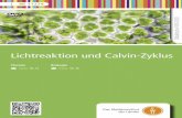 Lichtreaktion und Calvin-Zyklus - FWUdbbm.fwu.de/fwu-db/presto-image/beihefte/46/112/4611274.pdf · • erläutern Stoff- und Energiewechsel - prozesse als grundlegende Lebens-funktion