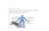 Arterien, Venen und Kapillarnetztkardiotechnik.org/Blutgefasssystem.pdf · Oberhaut und die Linse, wobei das Kapillarnetz so dicht sein kann, dass jede Körperzelle nicht mehr als
