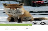 Der Fuchs - stadtentwicklung.berlin.de · Garten, sehen in ihnen eine Gefahr für Kinder und befürchten die Verbreitung von Krankheiten. Die erste Reaktion nach einer Begegnung mit