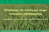 Giftpflanzen für Schafe und Ziegen Vorkommen und … · MCPA + Dicamba (Banvel M) Empfehlung LfL Bayern . ... MCPA (U 46 M), MCPA + Dicamba (Banvel M), Triclopyr (Garlon 4) Phosphor-