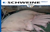Schweine-Welt-Dezember-2014 Layout 1fleckvieh.bayern/eber/fileadmin/user_upload/Schweine-Welt-2014-Dez... · Organisiert ist der Betrieb im 3-Wochen-Rhythmus mit vierwöchiger Säugezeit.