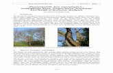 Acer macrophyllum - Großblättriger Ahorn · Jahrb. Bochumer Bot. Ver. 1 177-179 2010 – 177 – Pflanzenporträt: Acer macrophyllum – Großblättriger Ahorn, Oregon-Ahorn (Aceraceae).Eine