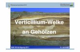 Verticillium-Welke an Gehölzen - lallf.de · 2010 (GaLa Ahorn) 7,6 15,3 29 2010 (Sanddorn) 3 6,3 >10 sehr starke Verseuchung >5-10 starke Verseuchung 1-5 mittlere Verseuchung