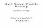 Module Genitale - Künstliche Besamunghome.uni-leipzig.de/vetisrv/moodincl/get_file.php?file=datei3569... · Millionen Spermien pro µl, mm. 3, ml • Methoden: Auszählen der Spermien